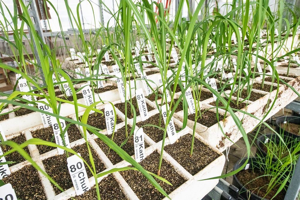 Sugar cane plant.