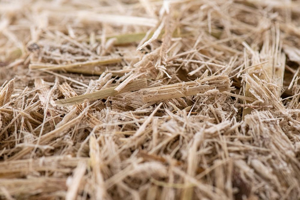 Dry sugar cane.