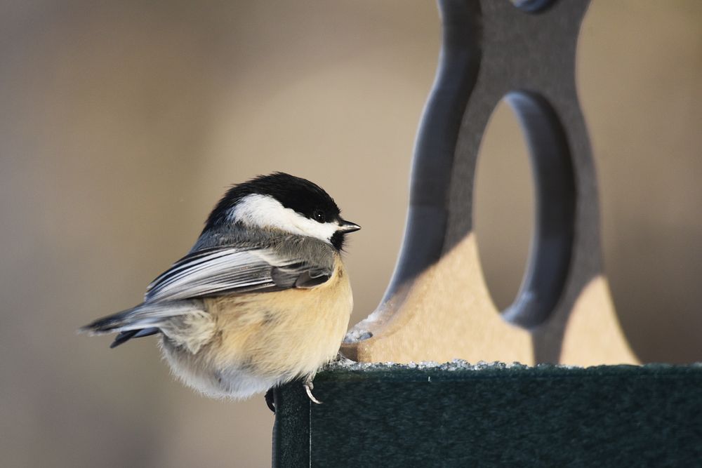 Black-capped chickadeeWe spotted this black-capped chickadee visiting a bird feeder. Photo by Courtney Celley/USFWS.