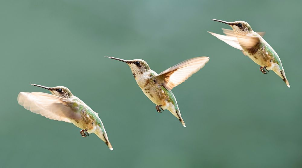 Hummingbird Flight Sequence. 