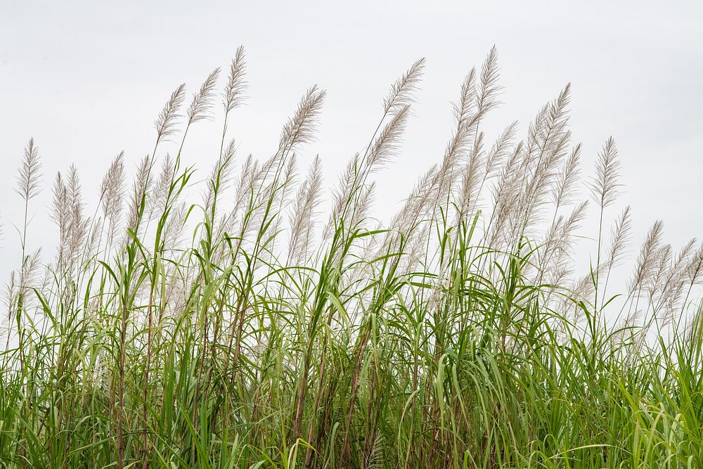 Varieties of Energy Cane.