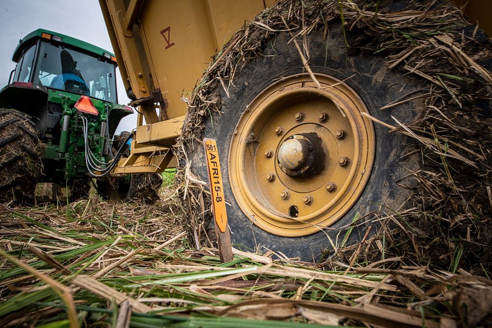 Energy cane variety tag with tractor driving by in the field. U.S. Department of Agriculture USDA Agricultural Research…