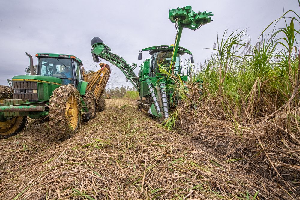 Harvested energy cane harvest U.S. Department of Agriculture USDA Agricultural Research Service ARS Sugarcane Research Unit…