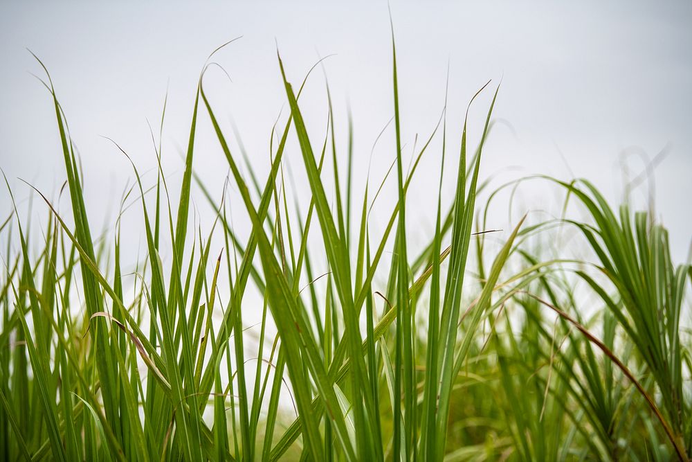 Varieties of Energy Cane.