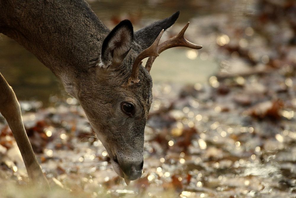 Young Antlered Buck Drinking from Stream.