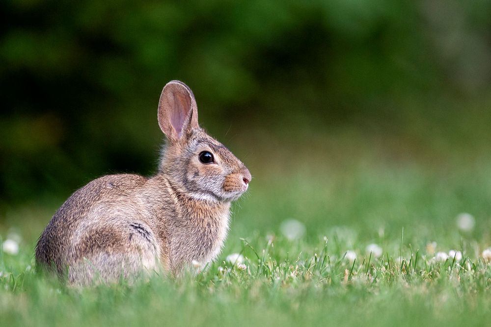 Cottontail rabbit. Original public domain image from Flickr