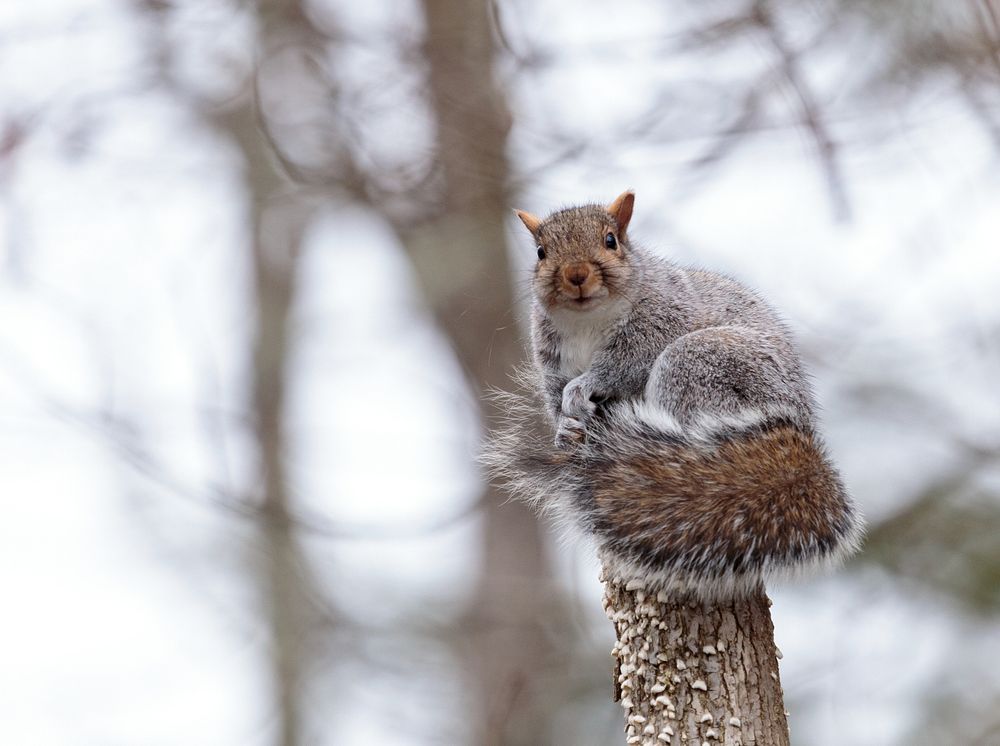 Gray Squirrel, wildlife.