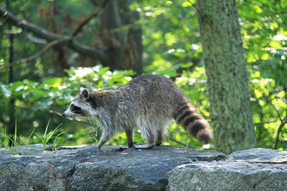 Raccoon on Rock WallNPS | D. Machado