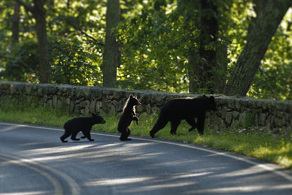 Black Bear and Cubs Hop a WallNPS | D. Machado