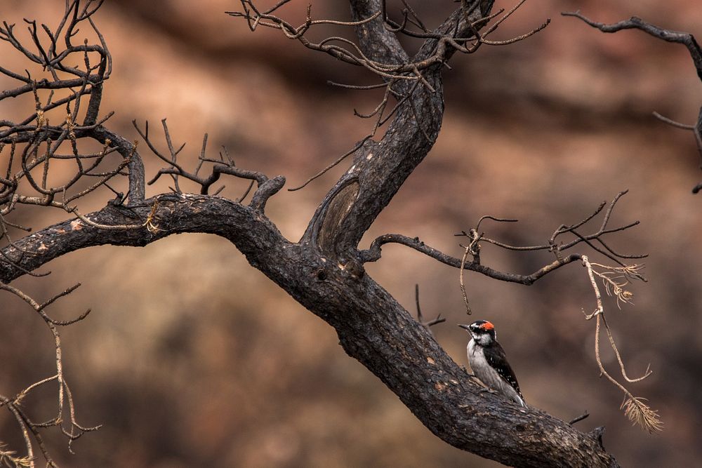 2021 USFWS Fire Employee Photo Contest Category: Animals and Vegetation - WinnerA Hairy Woodpecker checks out the recent…