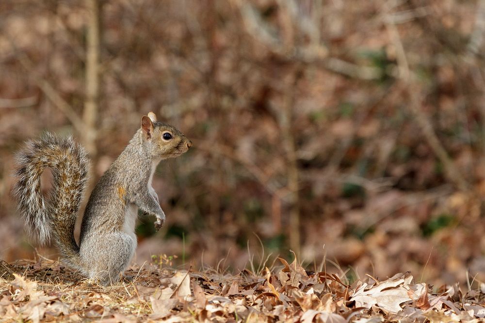 Eastern Gray Squirrel in the Forest.