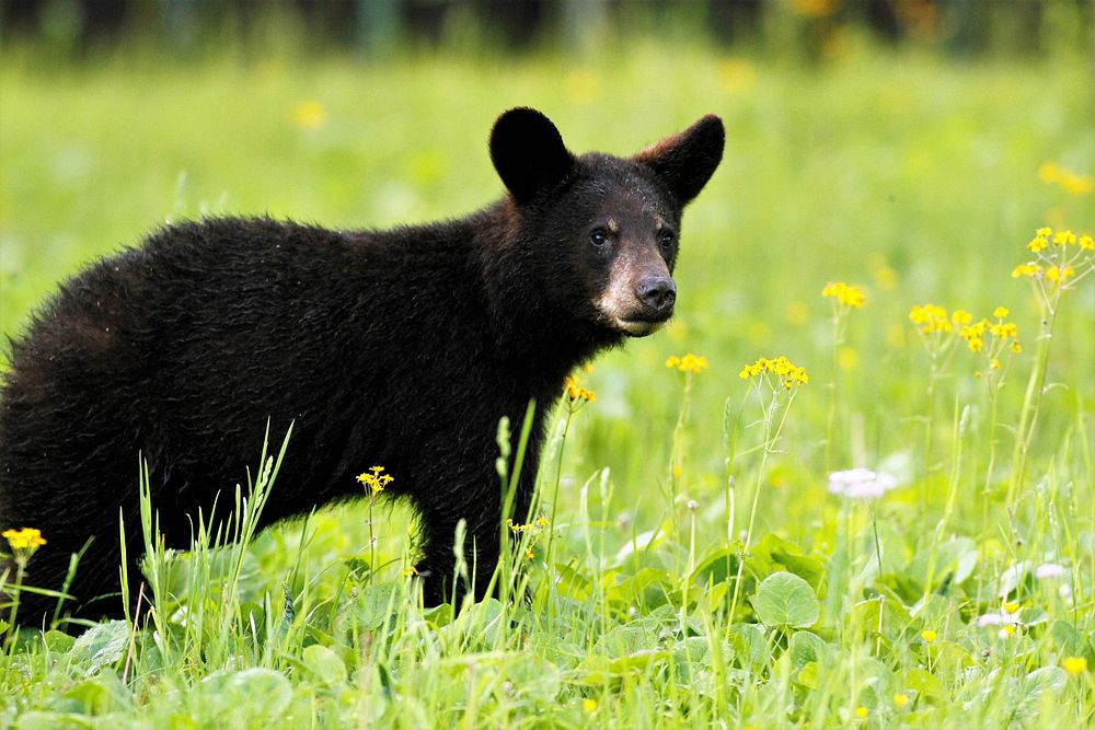 Black Bear with Wildflowers.