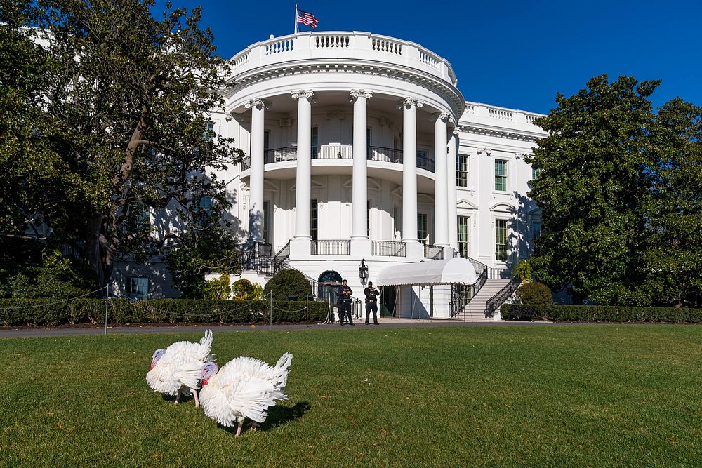 The National Turkey Federation brings turkeys Peanut Butter and Jelly to the South Lawn, Friday November 19, 2021, ahead of…