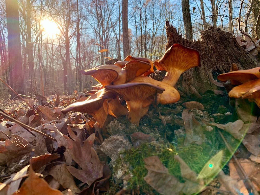 Fungus along the Central Hardwoods Scenic Trail in Land Between the Lakes National Recreation Area. Photo taken Winter 2020.