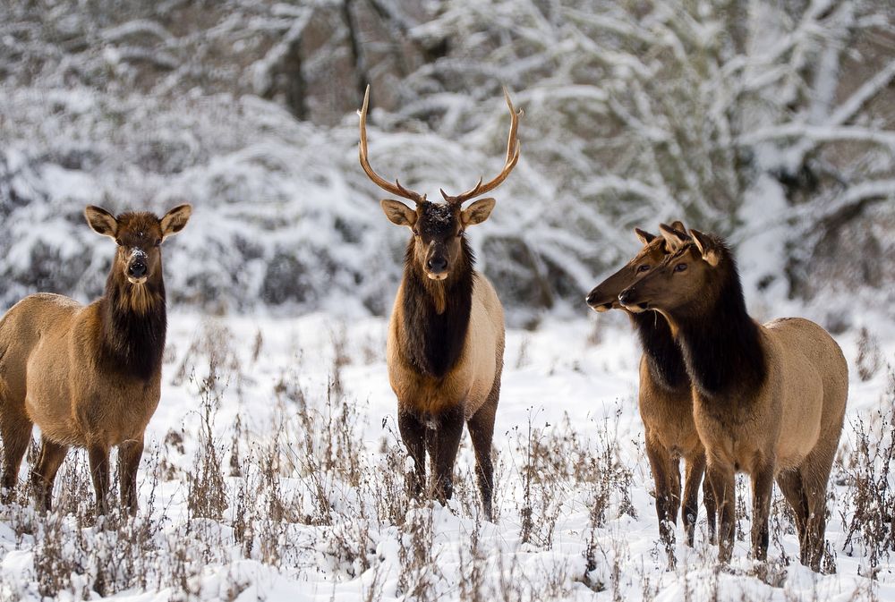 Elks in snow.