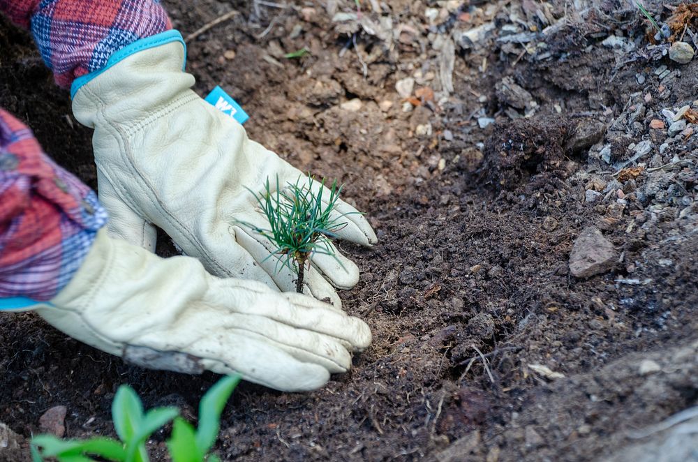 A pair of gloved hands plant a whitebark pine seedling.