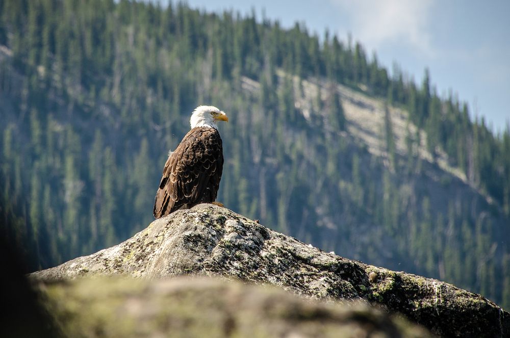 Bald EagleA bald eagle perches on a rock.