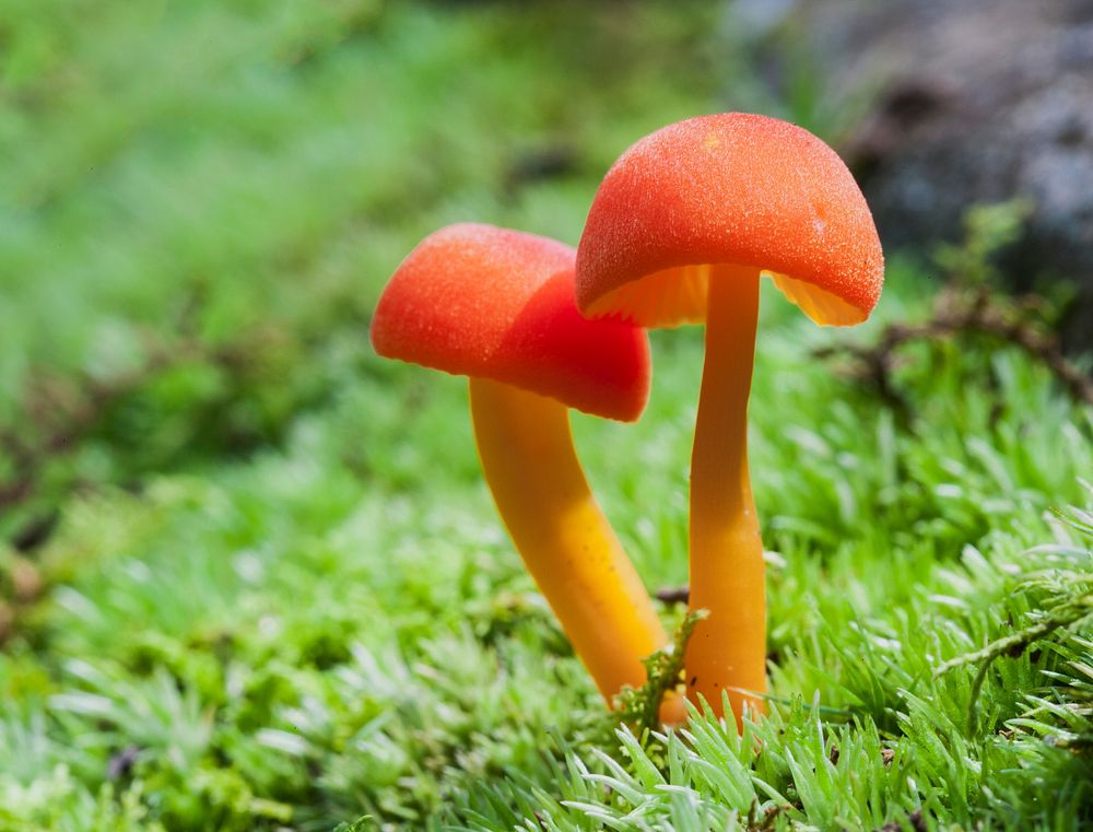 Orange Mushrooms in MossNPS | B. Raeburn Mushrooms just off of Overall Run Trail.