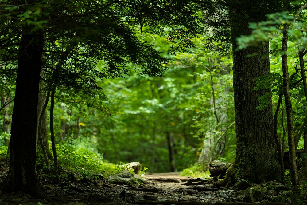 Trail route, green forest.