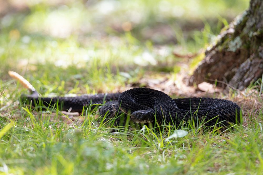 Timber Rattlesnake in MeadowNPS | M. O'Neill A black phase timber rattlesnake in Big Meadows…