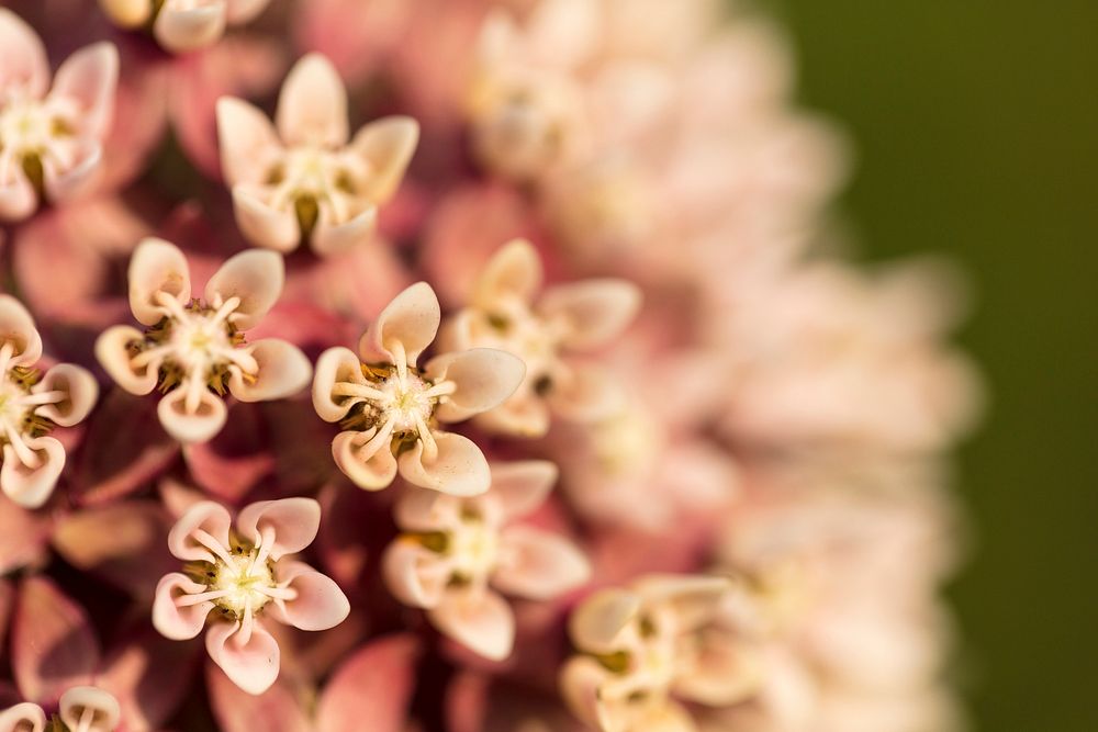 Milkweed Blossom Close-upNPS | N. Lewis (0K0A3430_MilkweedBlossoms_nl)