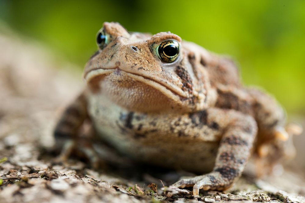 Brown American toad, reptiles. 