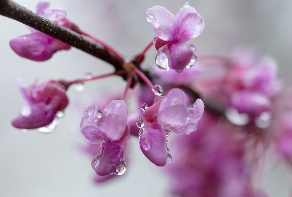 Redbud Blossoms Close-up.