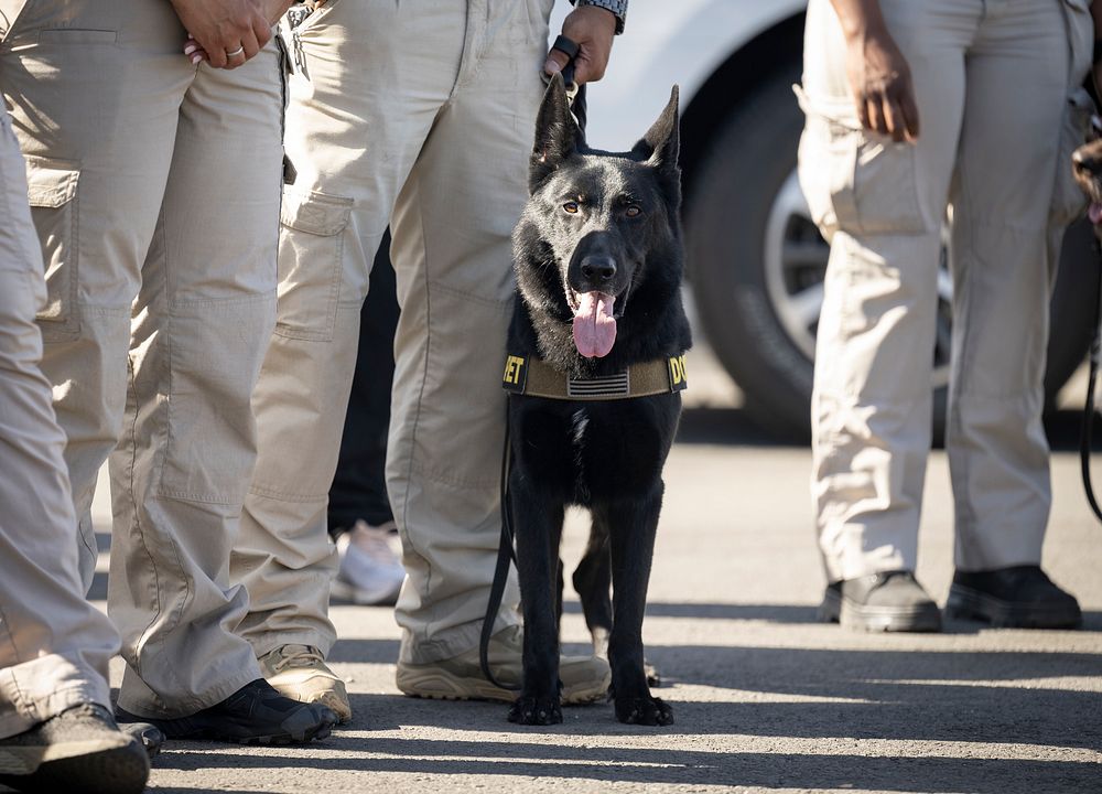 Black police dog on duty.