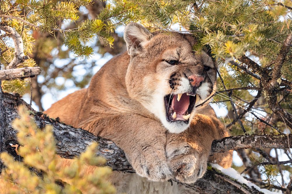 Cougar tom hissing in a tree.