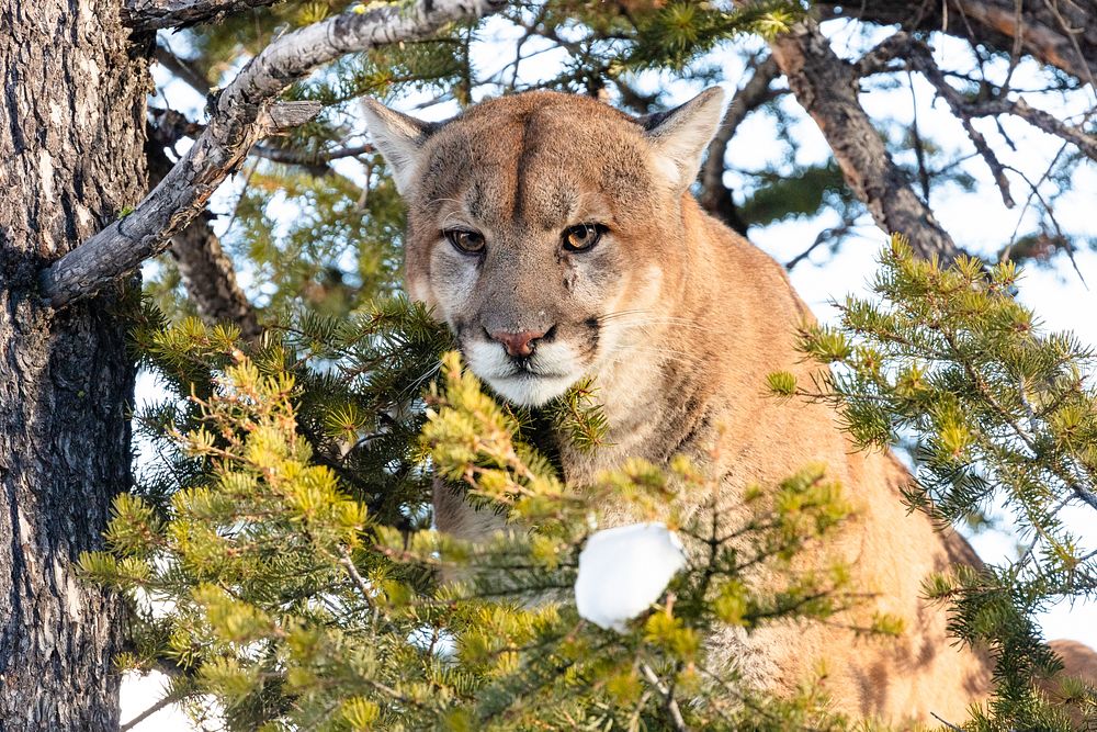 Cougar tom peeks through branches from a tree.