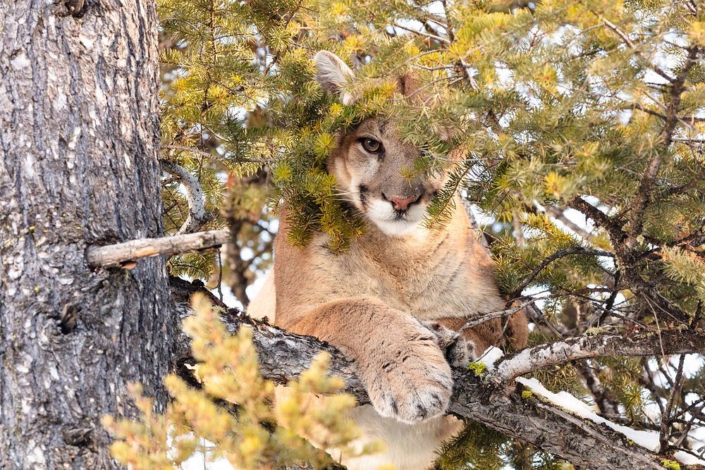 Cougar tom peeks through branches from a treeNPS / Jacob W. Frank