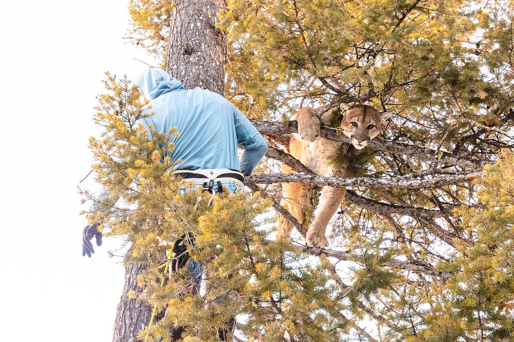 Cougar capture and collar: lowering cougar from the treeNPS / Jacob W. Frank