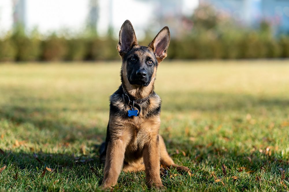 New Biden family dog Commander plays in the White House Rose Garden, Wednesday, December 22, 2021. (Official White House…