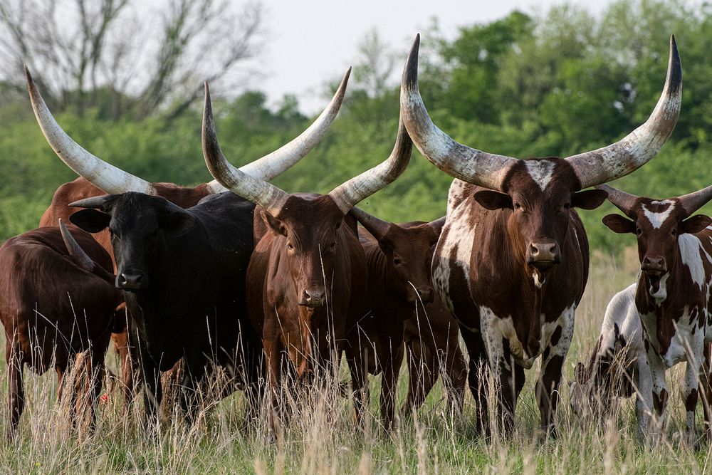 Watusi cattle in a pasture.