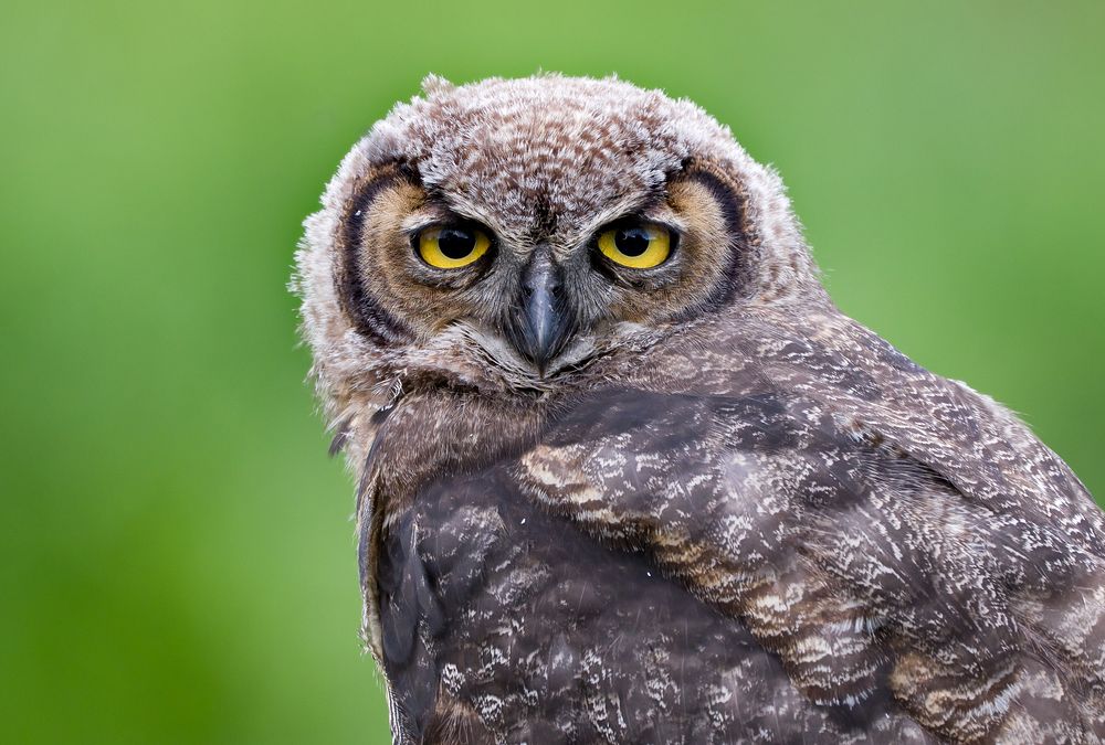 Great horned owl, juvenile. 