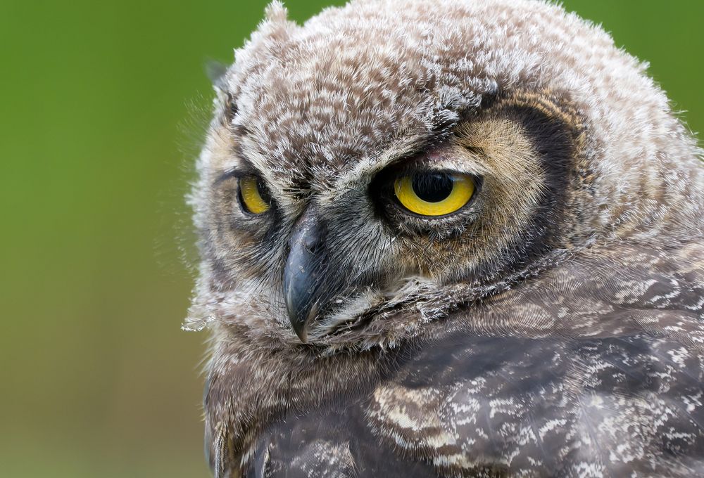 Great horned owl, juvenile. 
