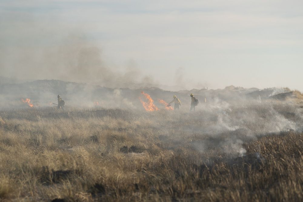 Siuslaw Oregon Dunes Prescribed Burn | Free Photo - rawpixel