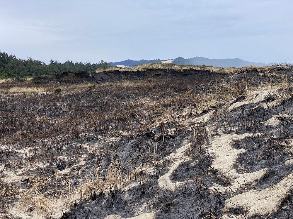 Siuslaw Oregon Dunes Prescribed Burn 2022Siuslaw National ForestOregon Dunes National Recreation AreaTahkenitch Beach…