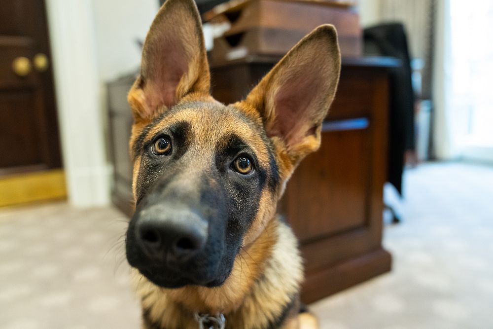 The Biden’s dog Commander visits the Outer Oval Office, Thursday, January 20, 2022, at the White House. (Official White…