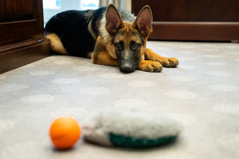 The Biden’s dog Commander visits the Outer Oval Office, Thursday, January 20, 2022, at the White House. (Official White…