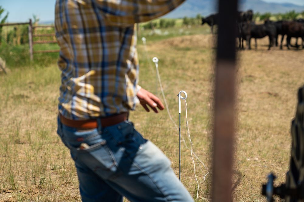 Electric fencing, livestock farm.