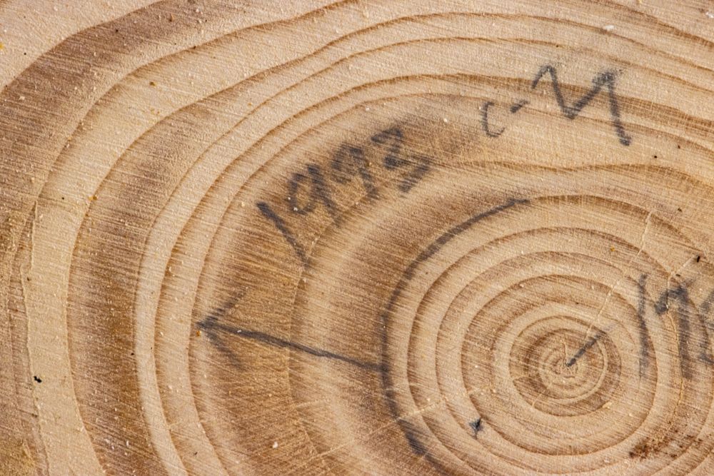 Pencil markings on a tree cookie's rings.