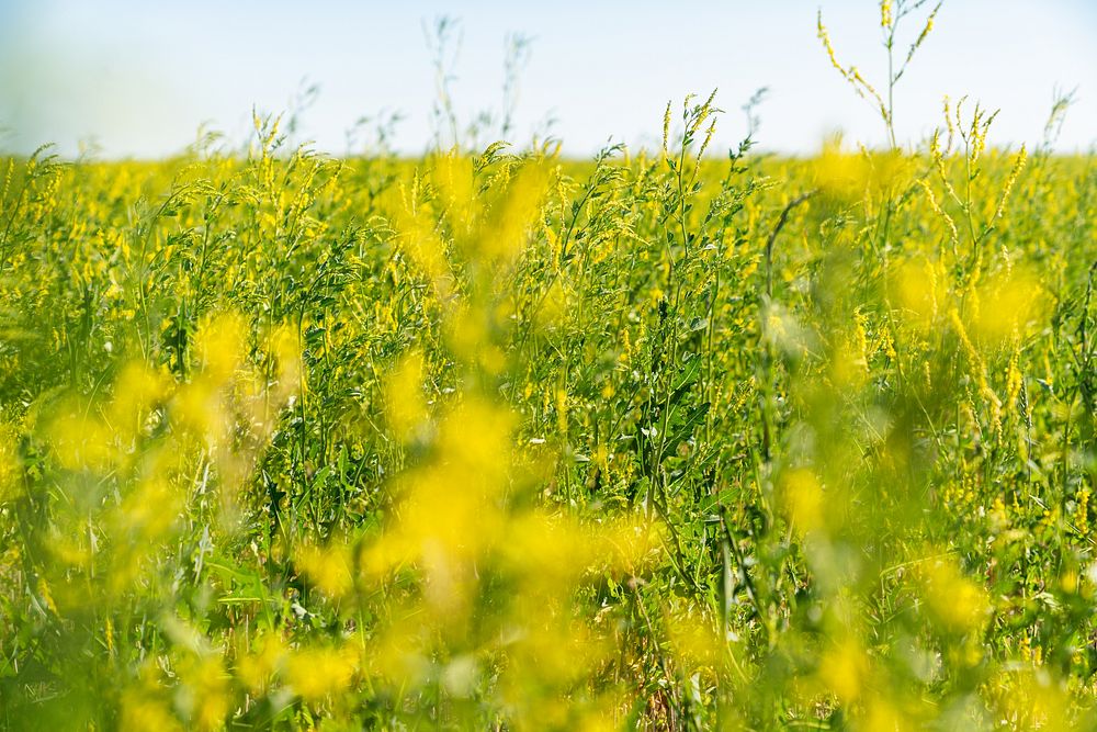 Yellow blossom sweet clover, a pollinator-friendly cover crop is part of a diverse rotation that facilitates minimized…