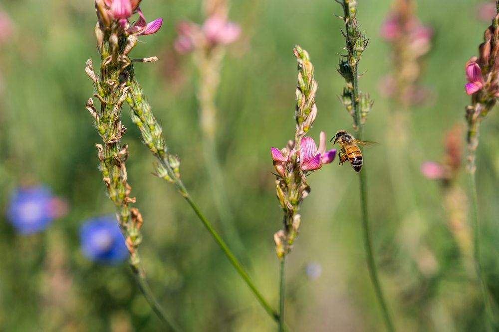 Pollinator field border serves as a buffer between Deakin Farms, which farms organically, and neighboring farms. Pollinator…