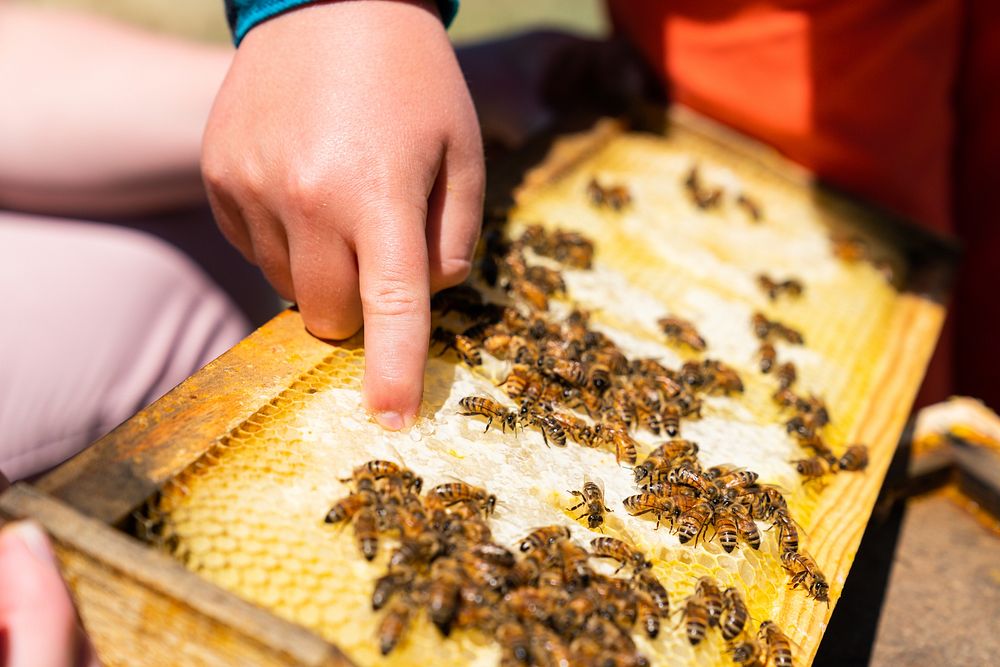 Honeybees. Deakin Farms, Pondera County, MT. June 2021 