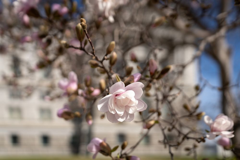 Spring 2022 on the U.S. Capitol CampusView of magnolia blossoms with the Library of Congress Thomas Jefferson Building in…