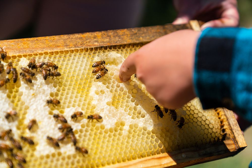 Beehives, honey farm.