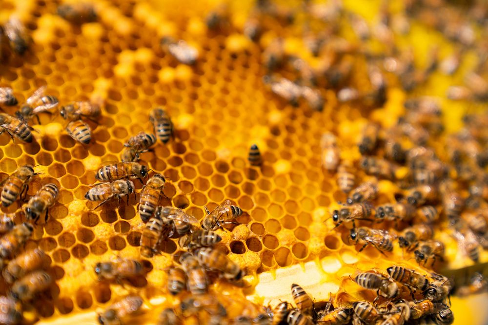 Beehives, honey farm.
