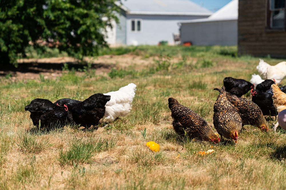 Family chickens on Deakin Farms, Pondera County, MT. June 2021 