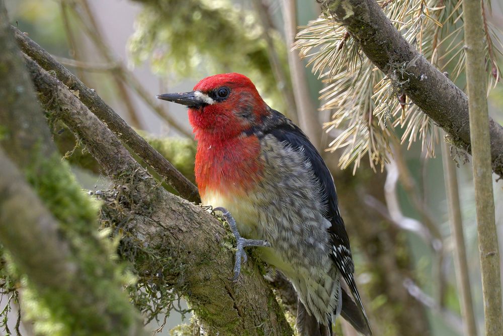 Red-breasted sapsucker bird.